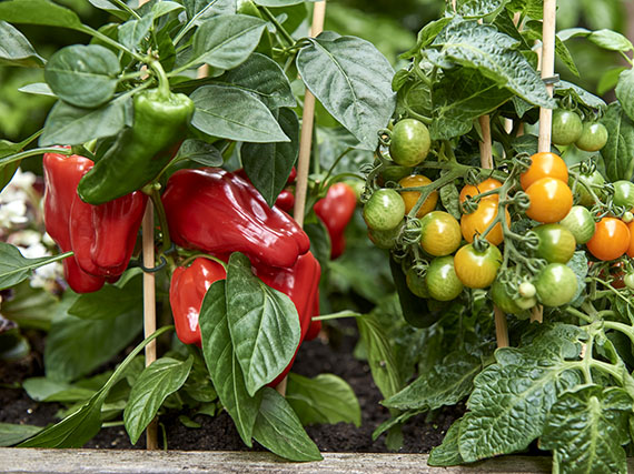Ocho variedades de pimientos para el huerto urbano
